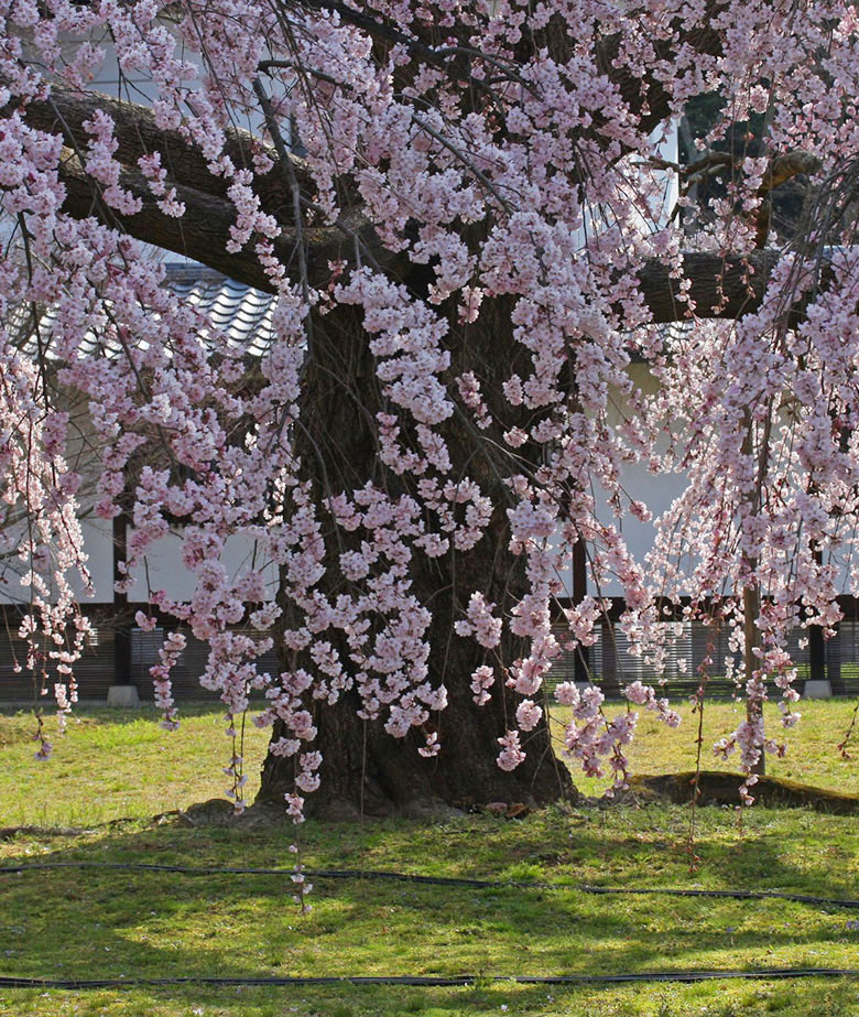 AOI Hotels & Resorts